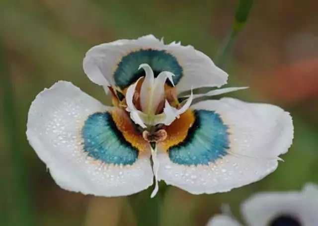 The Alluring Moraea: A Floral Gem from the Southern Hemisphere