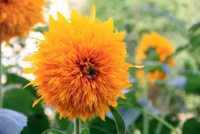 “Toy Bear” Sunflower: A Captivating Floral Delight