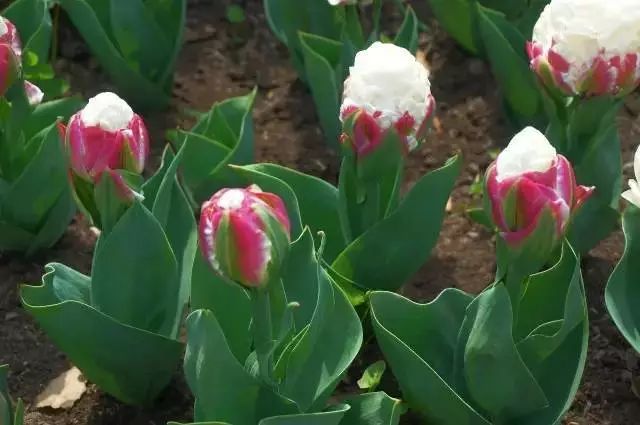 “Ice Cream” Tulips: A Delightful Fusion of Nature and Artistry