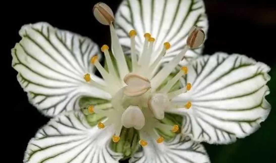 Delicate Parnassia asarifolia: A Hidden Gem of Alpine Flora