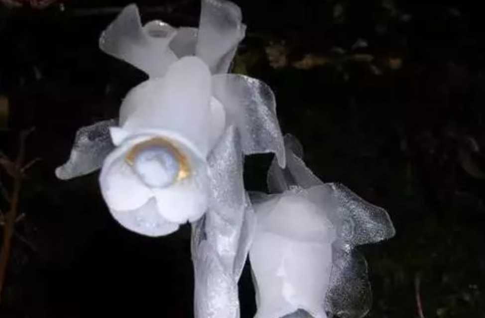 Ethereal Ghost Plant: The Enigmatic Indian Pipe