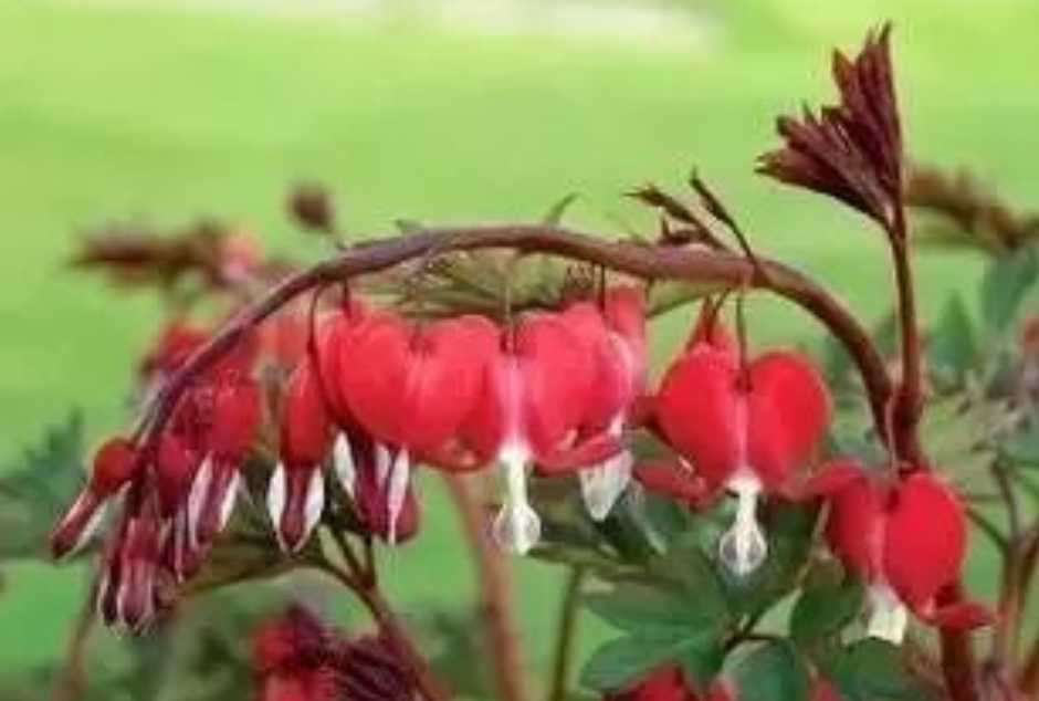 Vibrant Dutch Peonies: A Floral Legacy of Horticultural Excellence