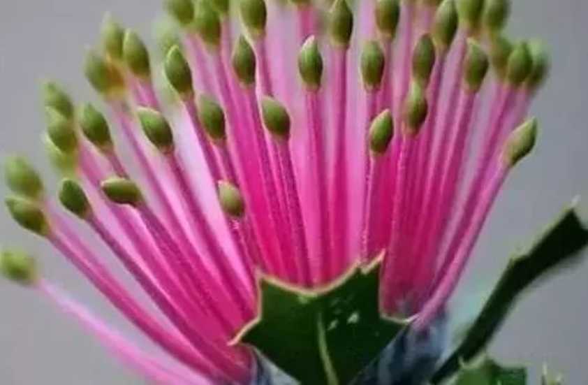 The Alluring Banksia: Australia's Botanical Marvel