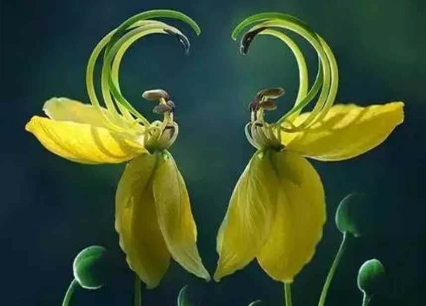 Enchanting Ballerina Orchid: Nature’s Graceful Dancer