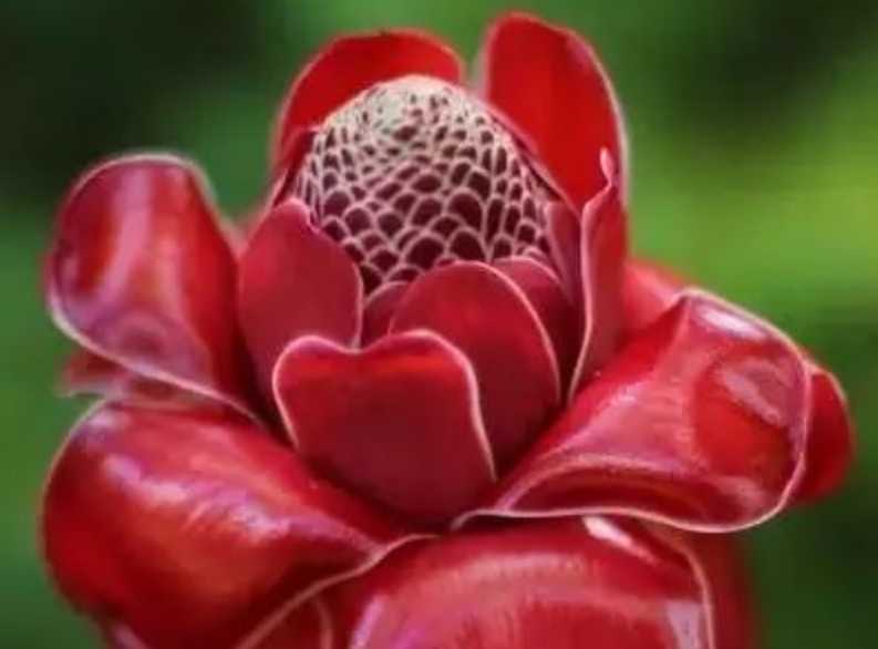 Striking Torch Ginger: Nature's Fiery Floral Wonder