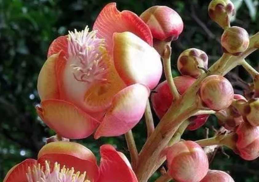 Explosive Beauty: The Astonishing Cannonball Tree