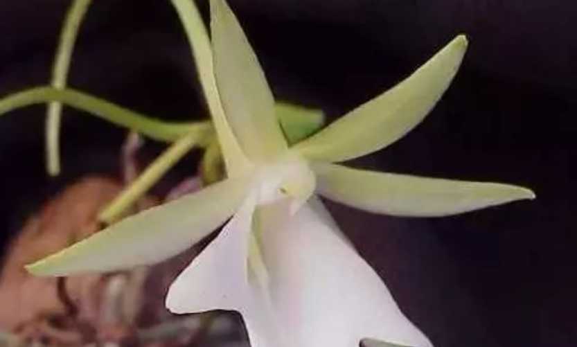 Mysterious Ghost Orchid: A Rare Botanical Wonder