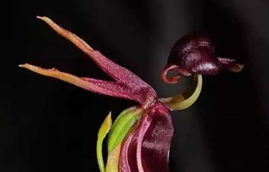 Fascinating Duck Orchid: Nature's Avian-inspired Wonder