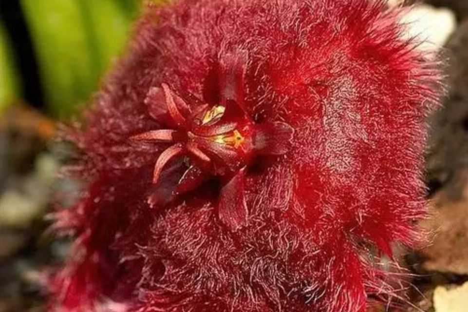 Mysterious Metaplexis japonica: A Botanical Enigma