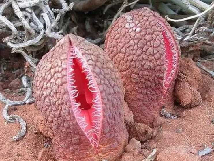The Bizarre African Hydnora: A Desert Enigma