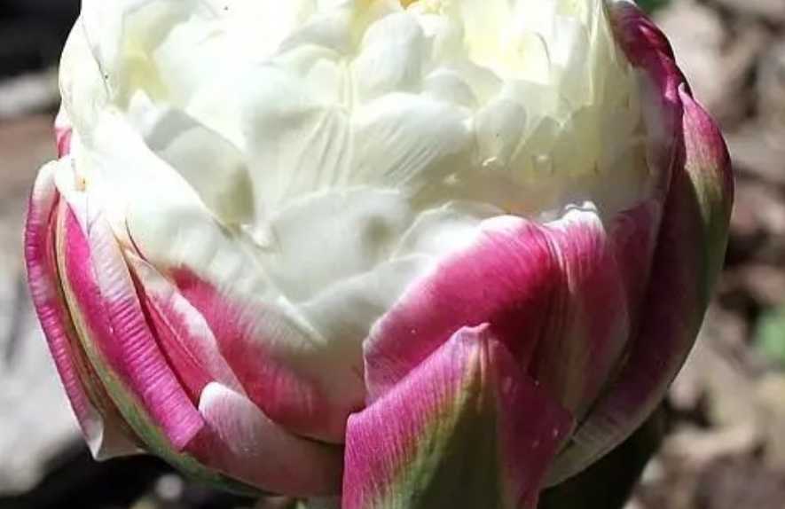 The Alluring Ice Cream Tulip: A Marvel of Horticulture