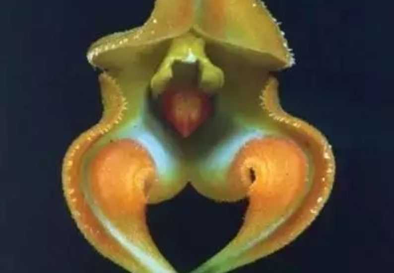 The Intriguing Masdevallia: A Marvel of the Orchid World