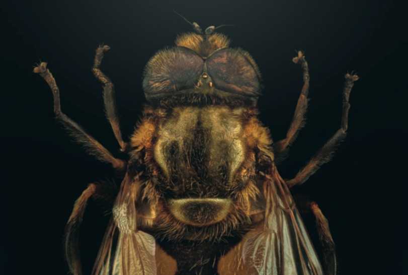 The Mysterious Decline of Blera fallax in North America