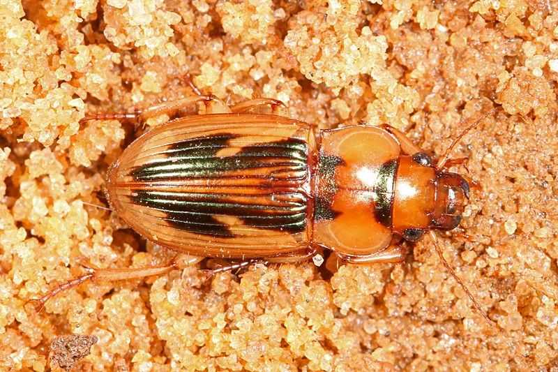 Tiger Beetles (Cicindelidae): Nature's Speed Demons and Fierce Predators