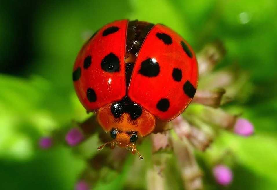 The Ladybug (Coccinellidae): Nature's Spotted Predator and Winter Intruder