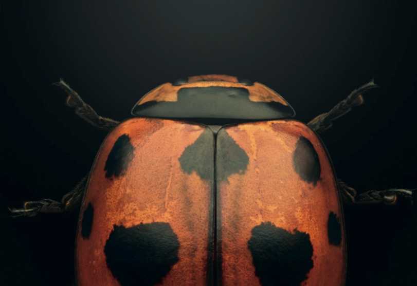The Mysterious Disappearance of the Nine-Spotted Ladybug