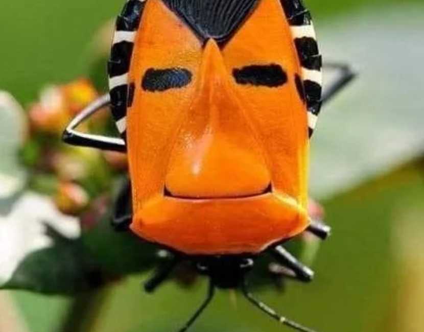 The Face Bug (Auchenorrhyncha: Proconiini): Nature's Cryptic Portraitists of Southeast Asia