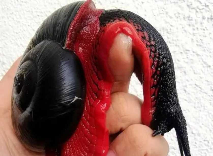 The Fire Snail: A Vividly Colored Giant Endemic to the Malay Peninsula