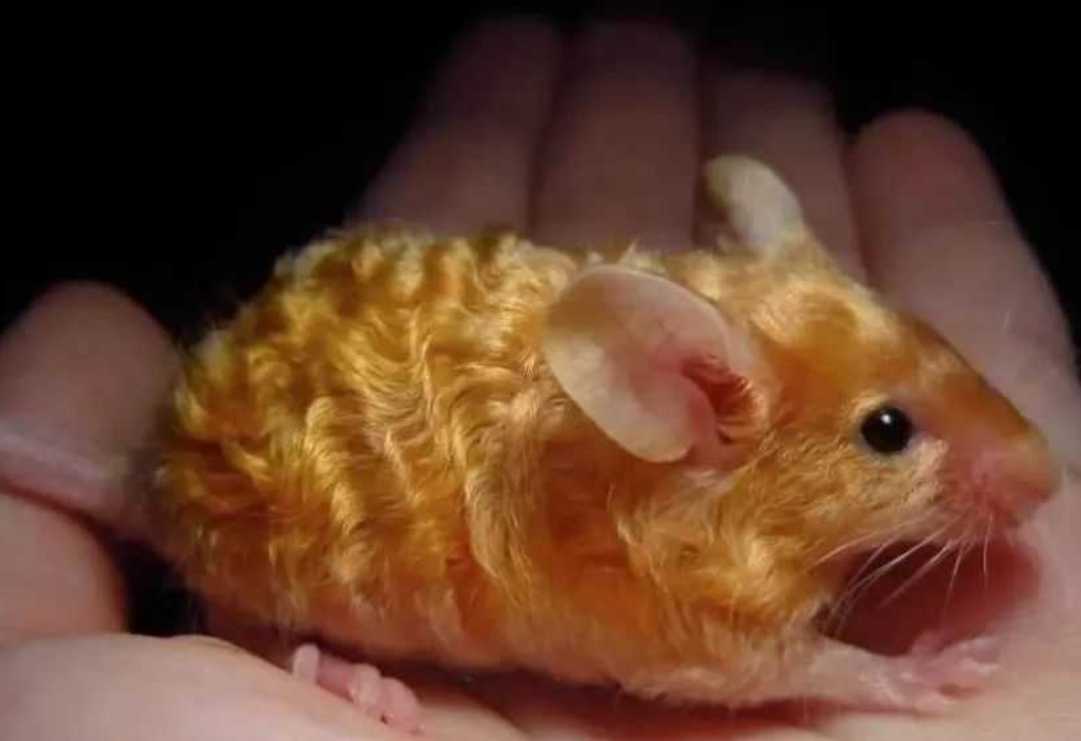 "Blonde" Big - Wave Rats: A Marvel of Genetic Modification