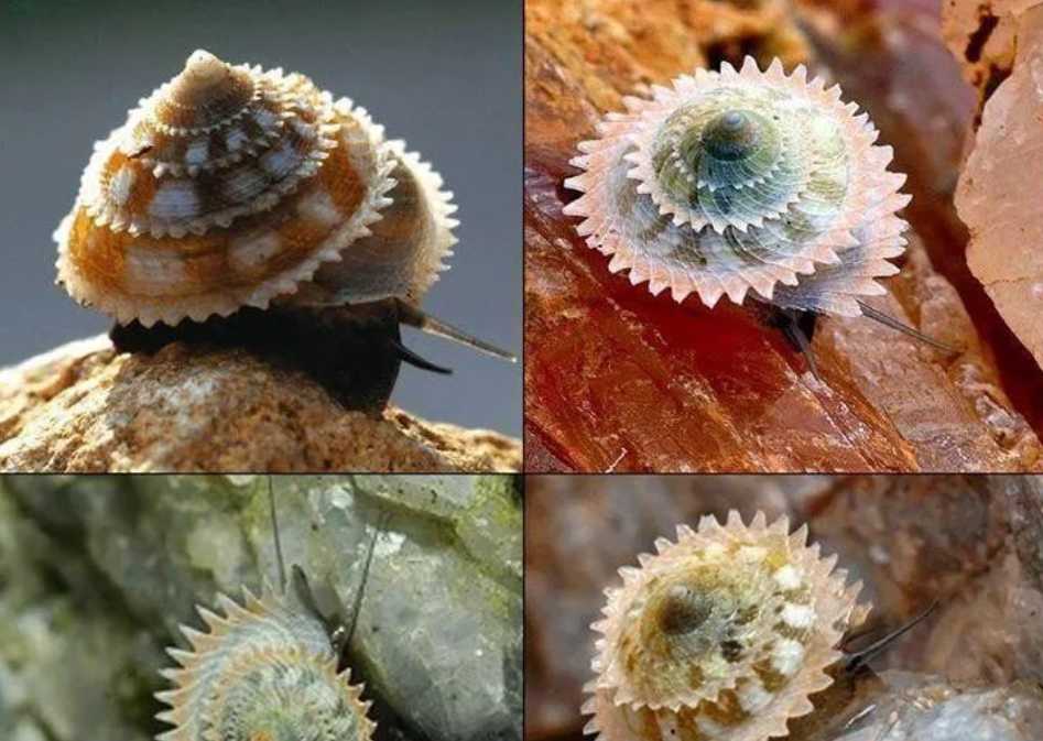 Cuba’s Iconic Star-Wheeled Saw Snail: A Serrated Marvel Unique to Earth’s Ecosystems
