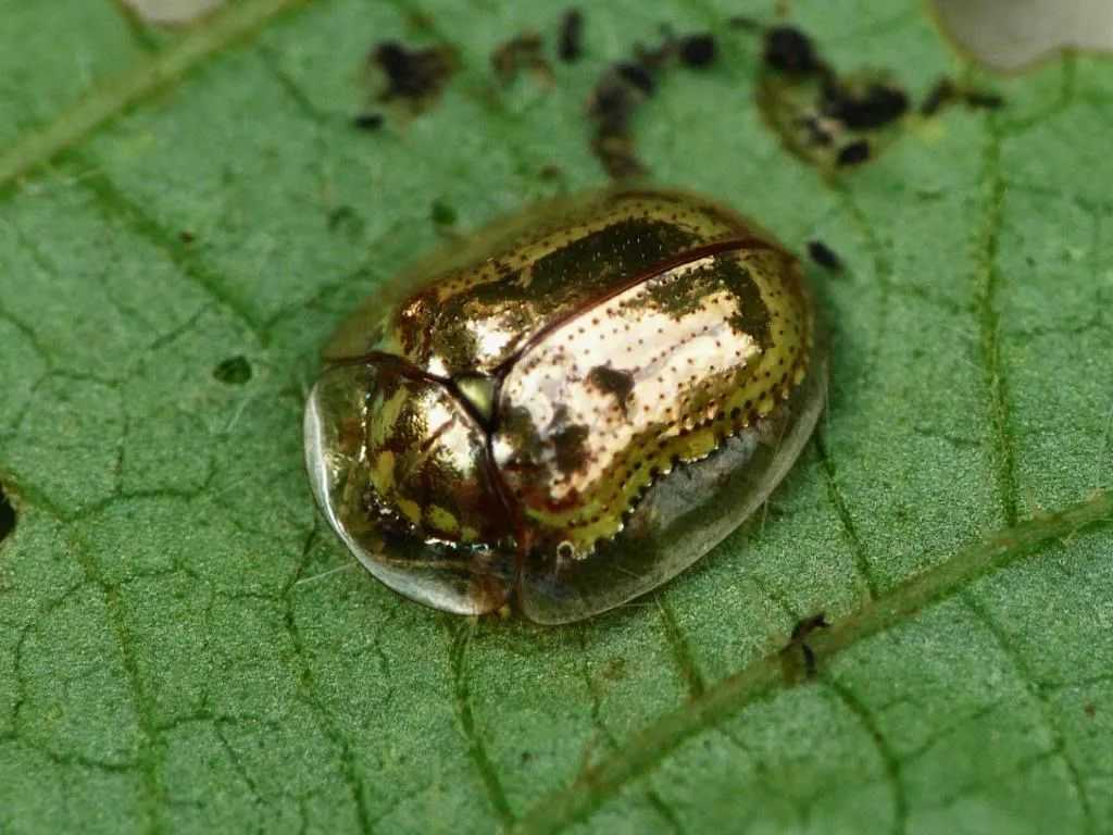 The Golden Tortoise Beetle: Shimmering Jewel of the Leaf Beetle Family with a Vast American Range