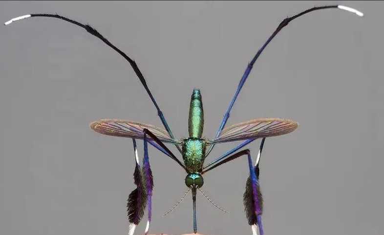 The Indigo Mosquito: South America’s Stunning yet Deadly Rainforest Jewel